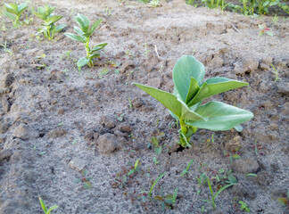 Young broad bean plants growing in sandy soil surrounded by small weeds in a garden bed. Close-up outdoor view. Gardening and agriculture concept