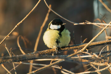 great tit on branch