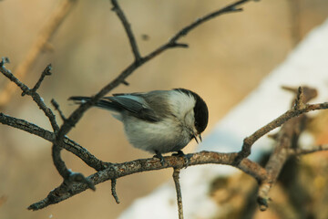 wiilow tit on a branch