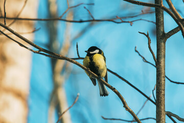 great tit on branch