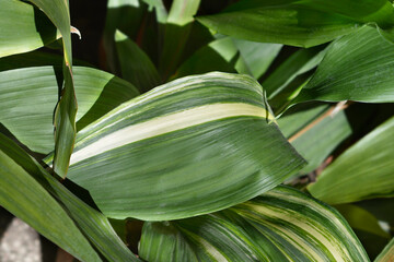 Variegated cast-iron plant leaves