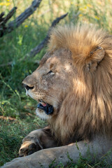 Obraz premium A closeup photo of a lion relaxing in its vibrant habitat, showcasing its majestic beauty for all to see
