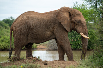 Obraz premium A grand elephant stands by a tranquil water source, displaying its immense strength and natural grace