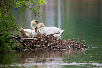 Höckerschwan (Cygnus olor) Paar auf Nest am Seeufer, Bayern, Deutschland, Europa 