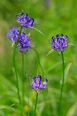 Kugelige Teufelskralle (Phyteuma orbiculare) Pflanze mit blauen Blüten 