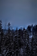 Leśne choinki w zimowym, zamglonym otoczeniu