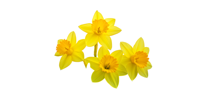 Yellow daffodils flowers isolated on white background