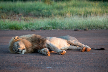 A serene lion rests peacefully on a road, surrounded by the breathtaking beauty of nature during sunset