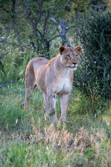 Fototapeta premium A stunning lioness is gracefully roaming freely and majestically through a lush, vibrant African landscape during dusk