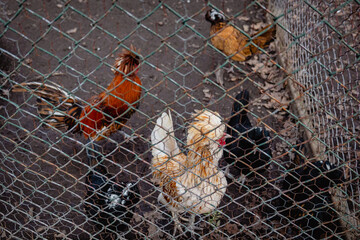 A group of different chickens in the cage. Birds deprived of freedom.