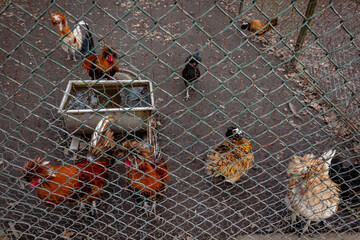 Agroup of chickens in the Zoo. Birds deprived of freedom.