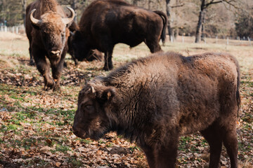 A group of three bison, two adults and a cub in a zoo.