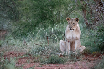 A beautifully serene image of a lioness sitting gracefully in her natural environment, surrounded...