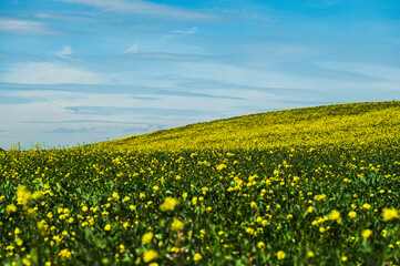 Matera province: spring countryside landscape 