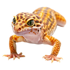 Naklejka premium Adorable Leopard Gecko Reptile Closeup Studio Shot pet cute eyes skin legs toes tail dark 