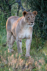 A lioness strides elegantly across the vast wilderness, embodying both her remarkable beauty and impressive strength