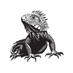 iguana on white background