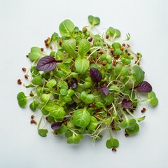 microgreens farming