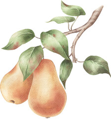 Watercolor branch with pears.Vector illustration.