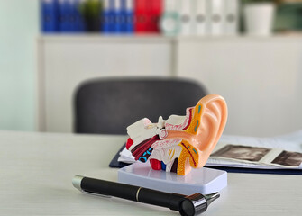 Ear anatomy model on desk in a medical office illustrating detailed inner structures of the ear for...