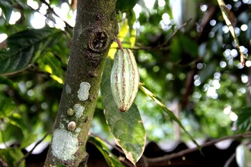 planta fruta cacau - Theobroma cacao