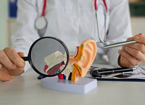 Doctor examining an anatomical ear model with a magnifying glass 