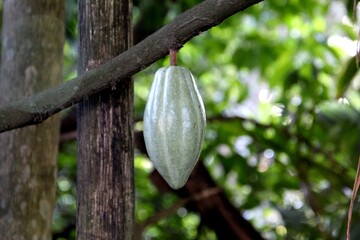 planta fruta cacau - Theobroma cacao
