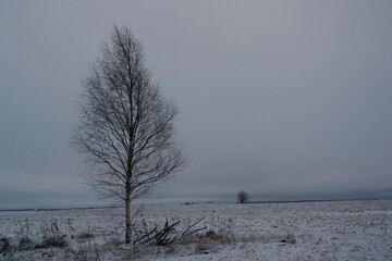 lone tree in a snowy field in cloudy weather