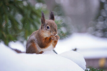 Fototapeta premium A furry squirrel sits on a branch of a winter tree and holds a walnut kernel in its paws