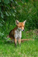 Adult red fox, vulpes vulpes, with spring moult fur