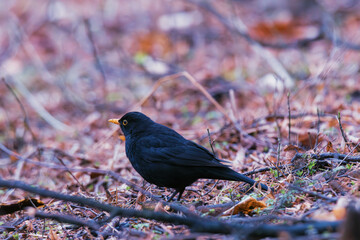 blackbird on ground