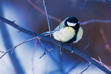 great tit on branch
