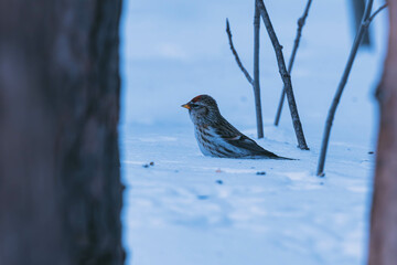 redpoll on a ground