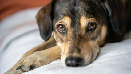 Close up of a rescue dogs face