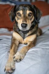 Rescue Dog posing for the camera