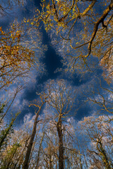 HDR Sky Shot Through Trees