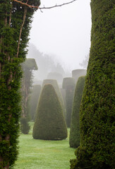 Topiary through the morning mist