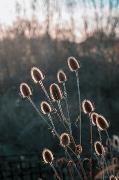 Teasels in the winter sunrise