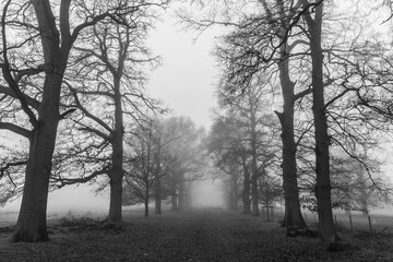 Tree Avenue in the Icy Mist
