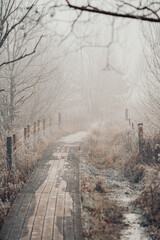 Path into the misty park