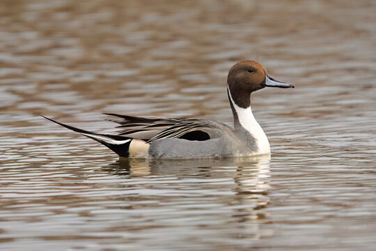Male of  northern pintail,  Anas acuta, swims in the river