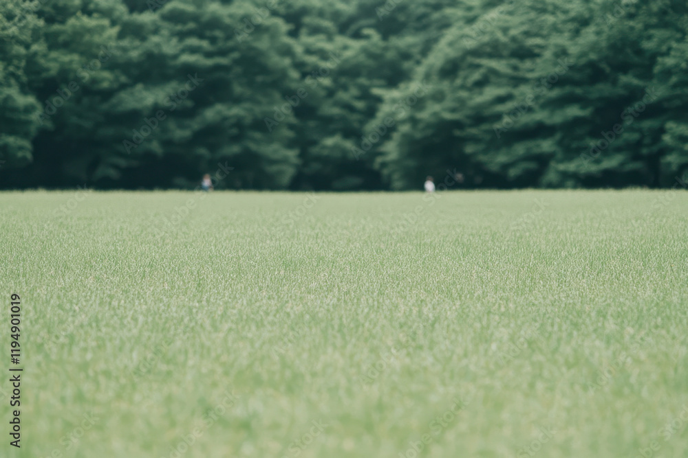 Poster a field of grass with trees in the background