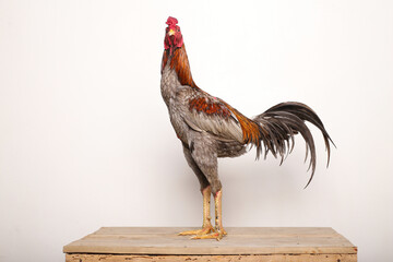 A gray rooster stands proudly on a wooden table with a white background 