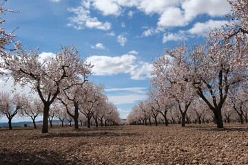 tree, cherry, nature, landscape, spain, catalunya, arbeca, flowers