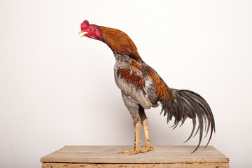 A gray rooster stands proudly on a wooden table with a white background
