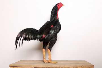 A black rooster stands proudly on a wooden table with a white background