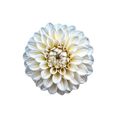Dahlia's Delicate Bloom: Captivating top-down shot of a pristine white Dahlia, its petals delicately arranged in a perfect spherical shape, radiating purity and grace.