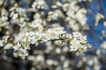 Fototapeta premium Close-up of a beautiful tree with blooming white flowers in spring