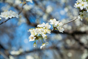 Close-up of a beautiful tree with blooming white flowers in spring