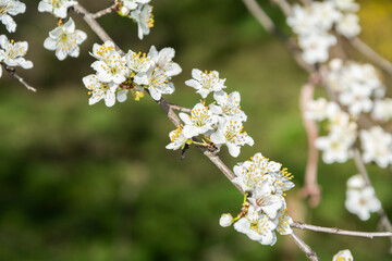 Close-up of a beautiful tree with blooming white flowers in spring